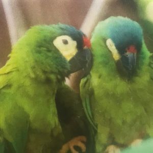 Meet your Posher, Maricela